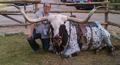 Jeff Yip and his little pal, Oreo. The gentle longhorn has been a fixture at the Texas Auto Writers Association's annual Truck Rodeo, held each fall at the fantastic Knibbe Ranch in Spring Branch, Texas.