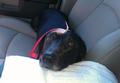Oscar, a sweet Labrador-Dachshund mix, loves to ride shotgun with his "Grandma Molly"