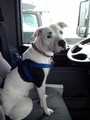 Kali --- Jeffry picked Kali up off the road in el Paso. She been with him a year and half. She is a red nose pit.